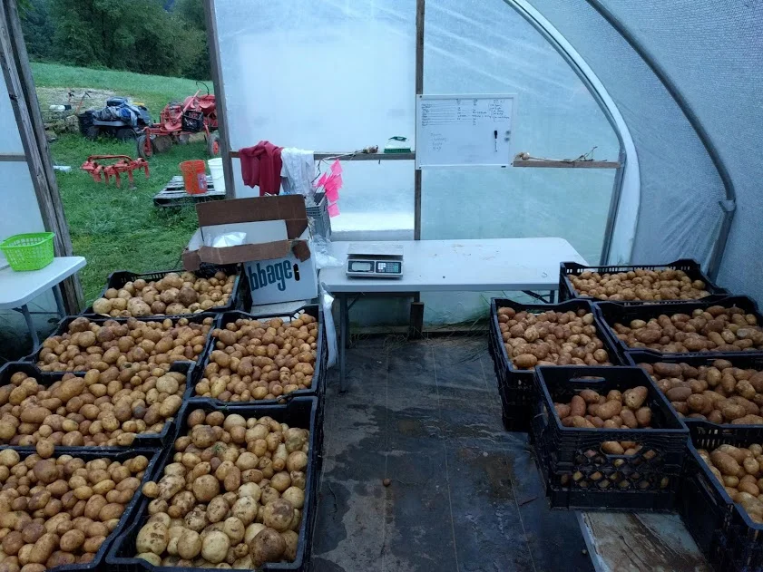 We spent most of this week looking at potatoes. These are all off to a good home now, with plenty left to last through the winter!