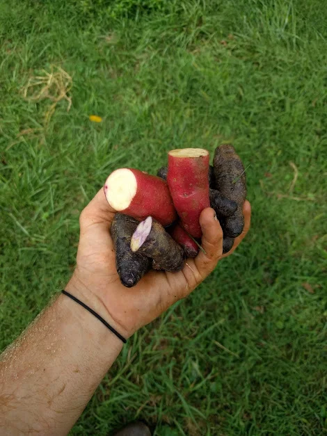 Peruvian landrace potatoes very widely in shape and color, but possess excellent disease and pest resistance thanks to their broad genetic diversity.