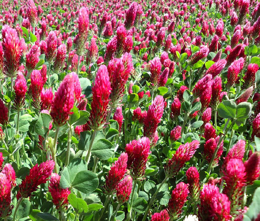 Crimson clover flowers in bloom.