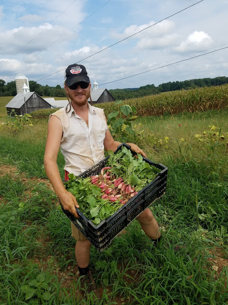 Bryan's bringing in the radishes!