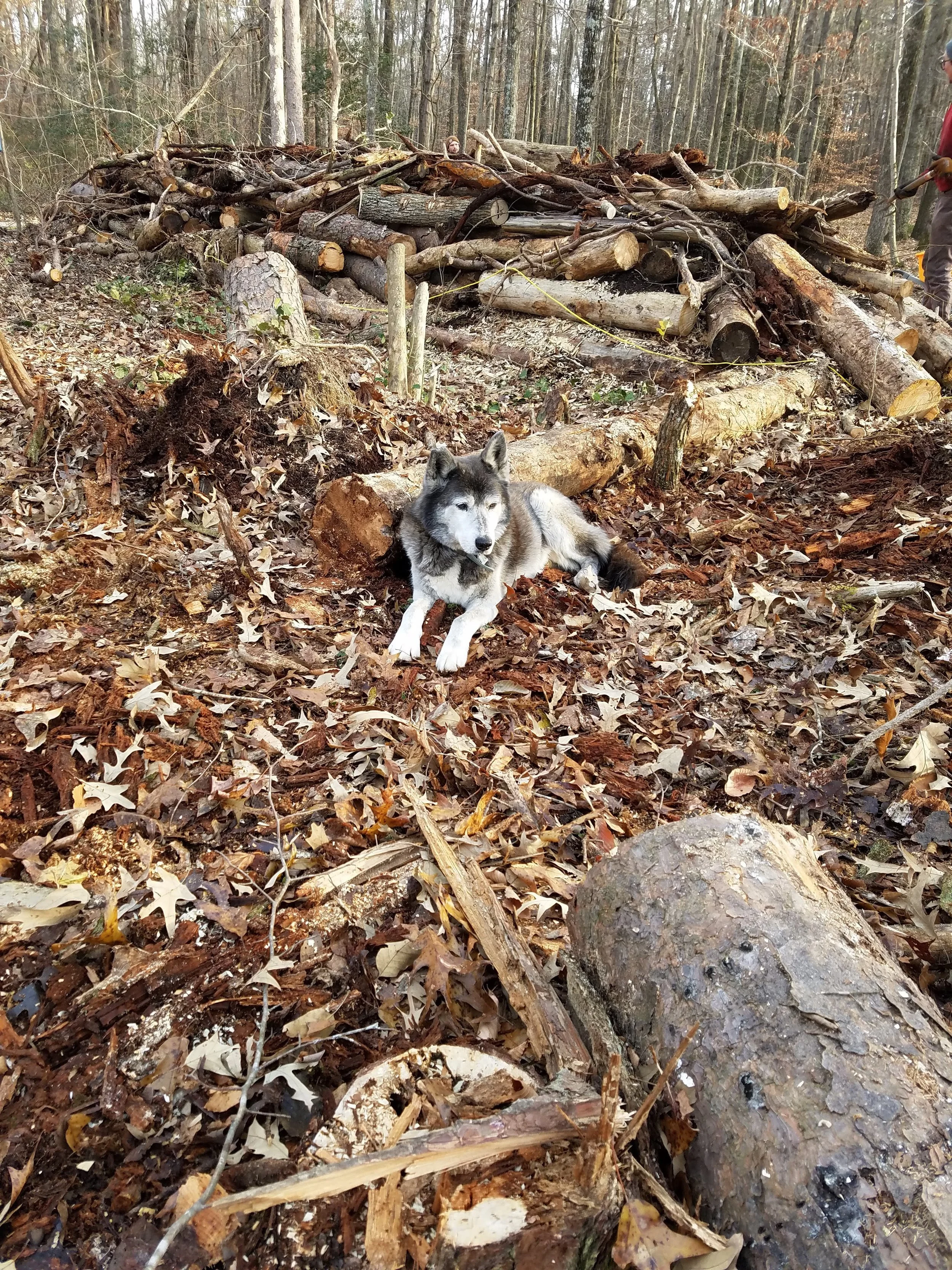 Melvin supervised while we built a hugelkultur mound at our friend’s family’s property in Southern Maryland yesterday.