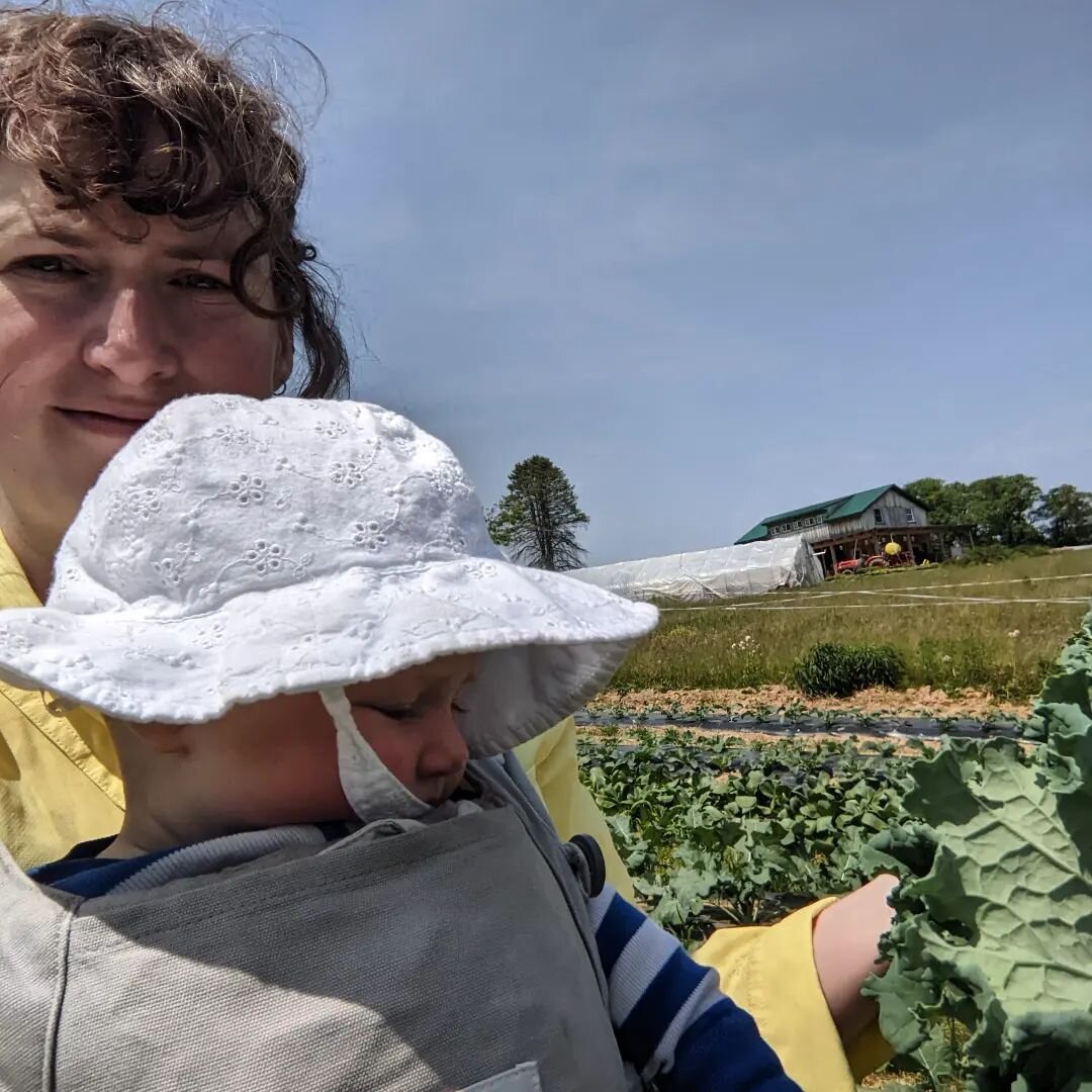 Chaotic first harvest with a baby! 🌱 She thought kale was cool. The fields are full of delicious food - don't miss out on the first box, sign up before next Friday 5/19! AND our next plant sale pop up is tomorrow at B.Willow - give a mom-figure the 