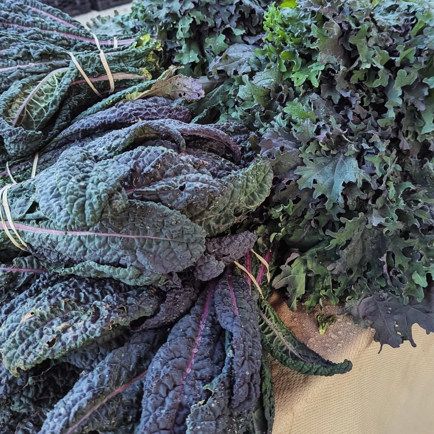 Reminded myself to eat a salad this week, and dang, it felt so good!! Here's your sign to do the same 💚 we'll be at @32ndfm tomorrow but NOT 12/27, so stock up this week?! 💚