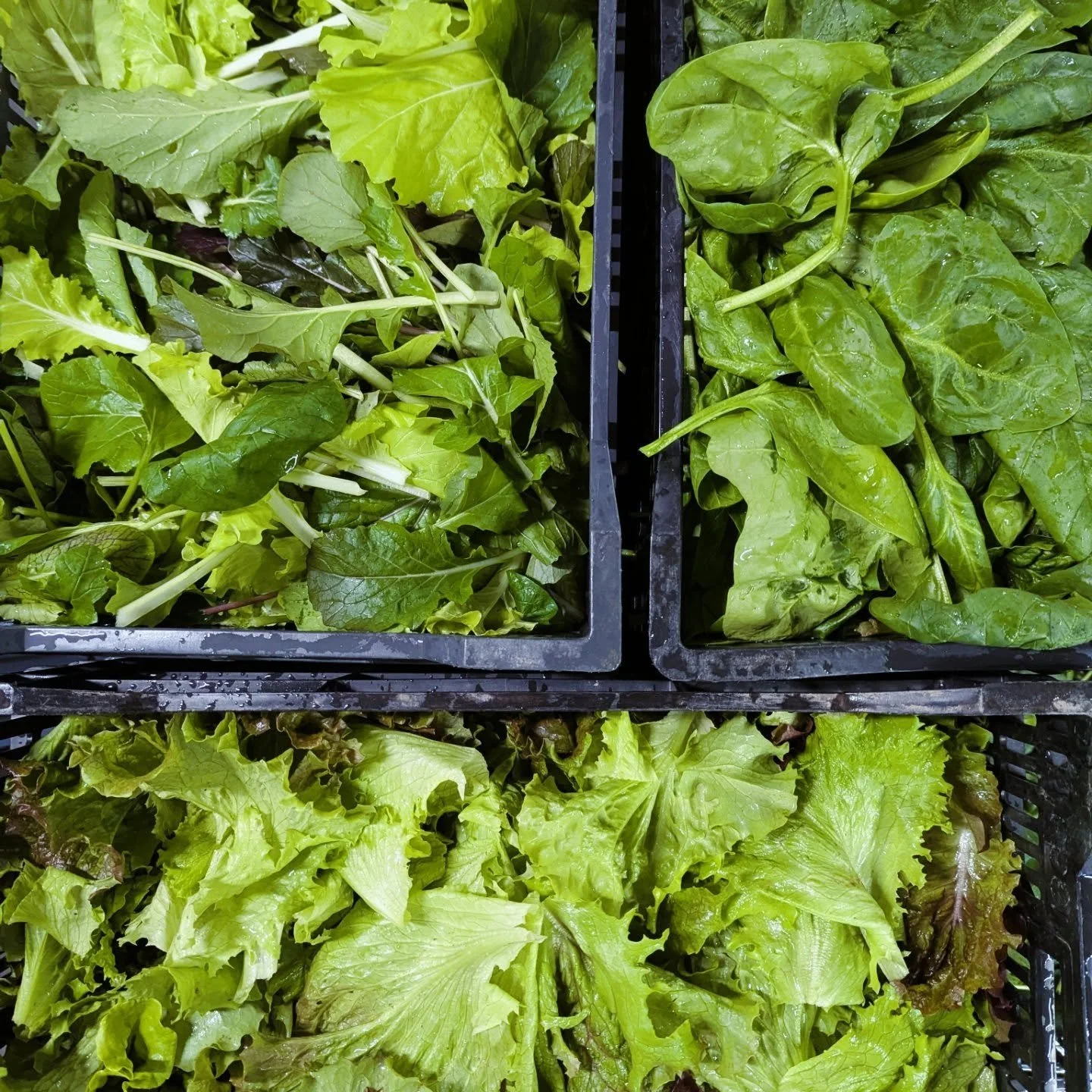 Do you want to keep eating super fresh all winter long? Our Winter CSA pairs crunchy, tender, flavorful greens with rich root vegetables to keep you full and nourished during the coldest days of the year. 10 weeks starting January 7th - sign up today