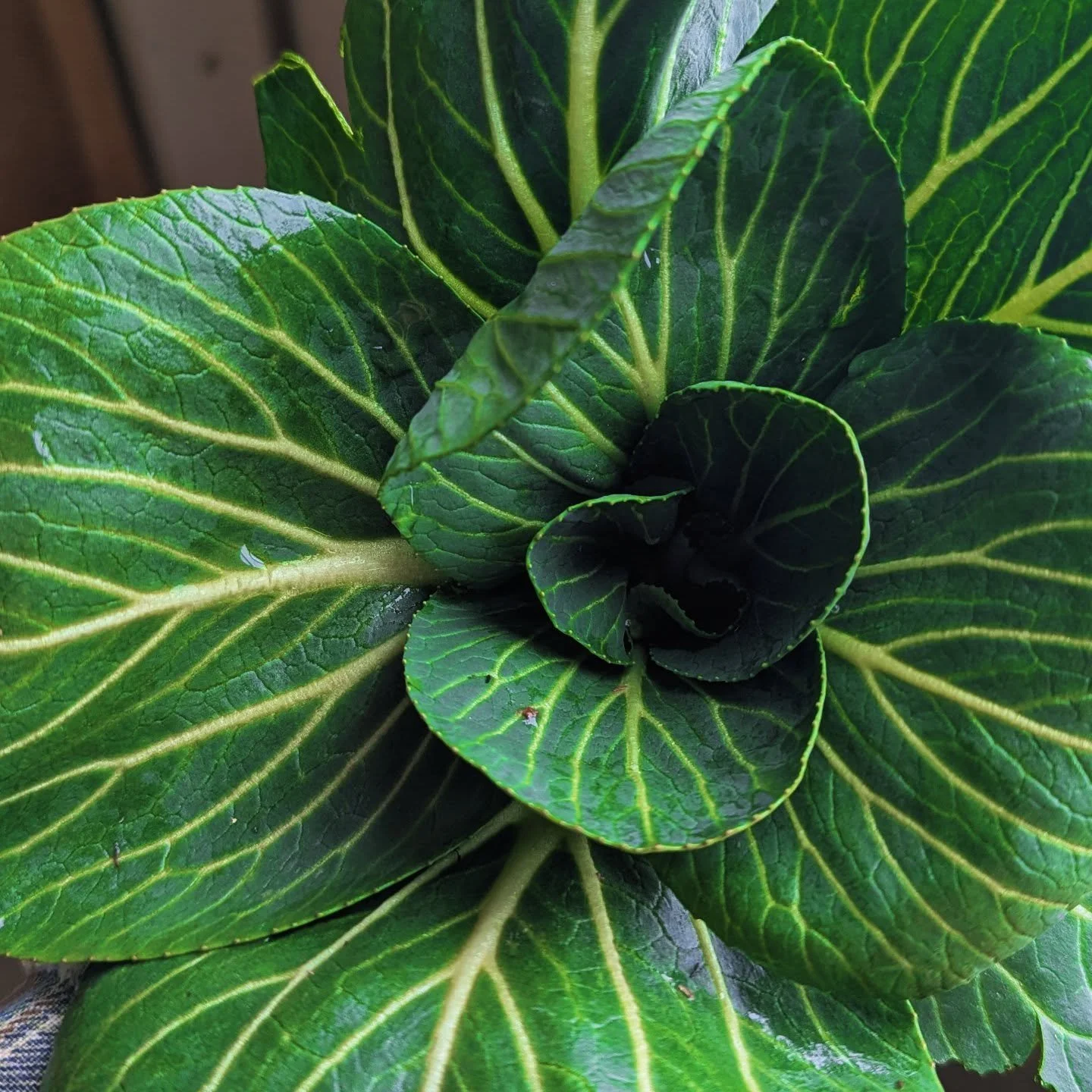 Back at @32ndfm with some gorgeous little bok chois this Saturday 2/7! We won't be there the following week because we'll be on vacation, so come stock up! 💚