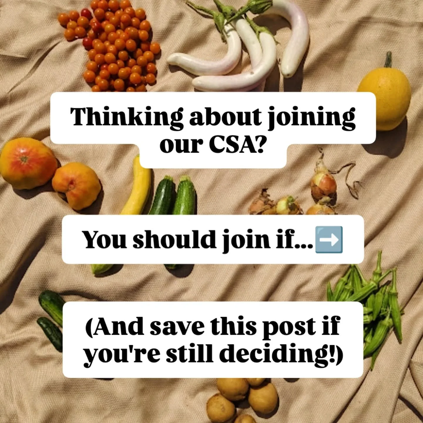 It's #csaweek which means it's a great time to join our Main Season CSA! Link in bio ❤️