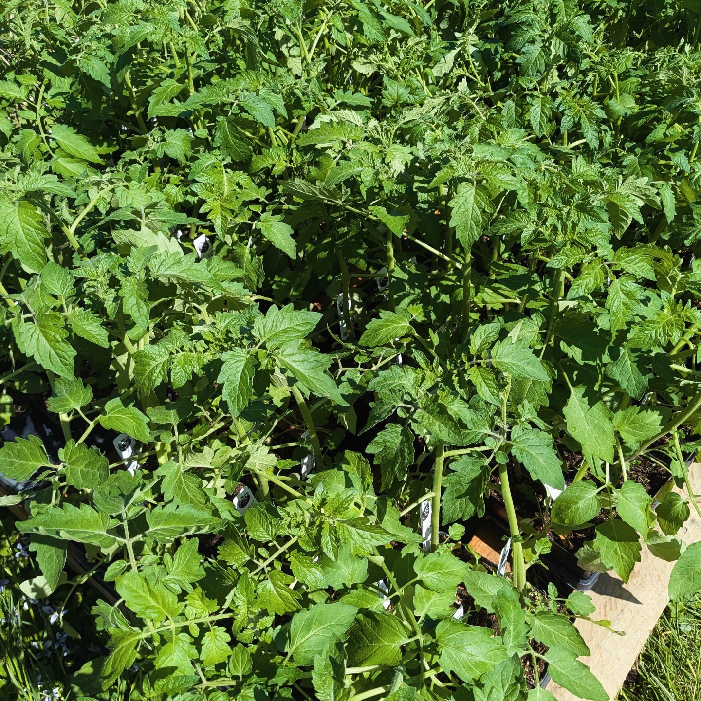 Today is the last day to get the best deal on all veggie, herb and flower plant orders! After today, discounts will only be available on larger orders. Go outside and look at your garden space to get inspired by all of this sunshine!! 🌞