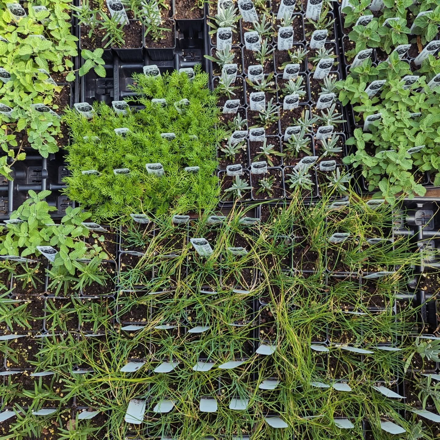 We have so many cutie sweetie plants coming to market tomorrow @32ndfm - hope we'll see you there! 💚 P.S. We'll also have delicious spring vegetables!!