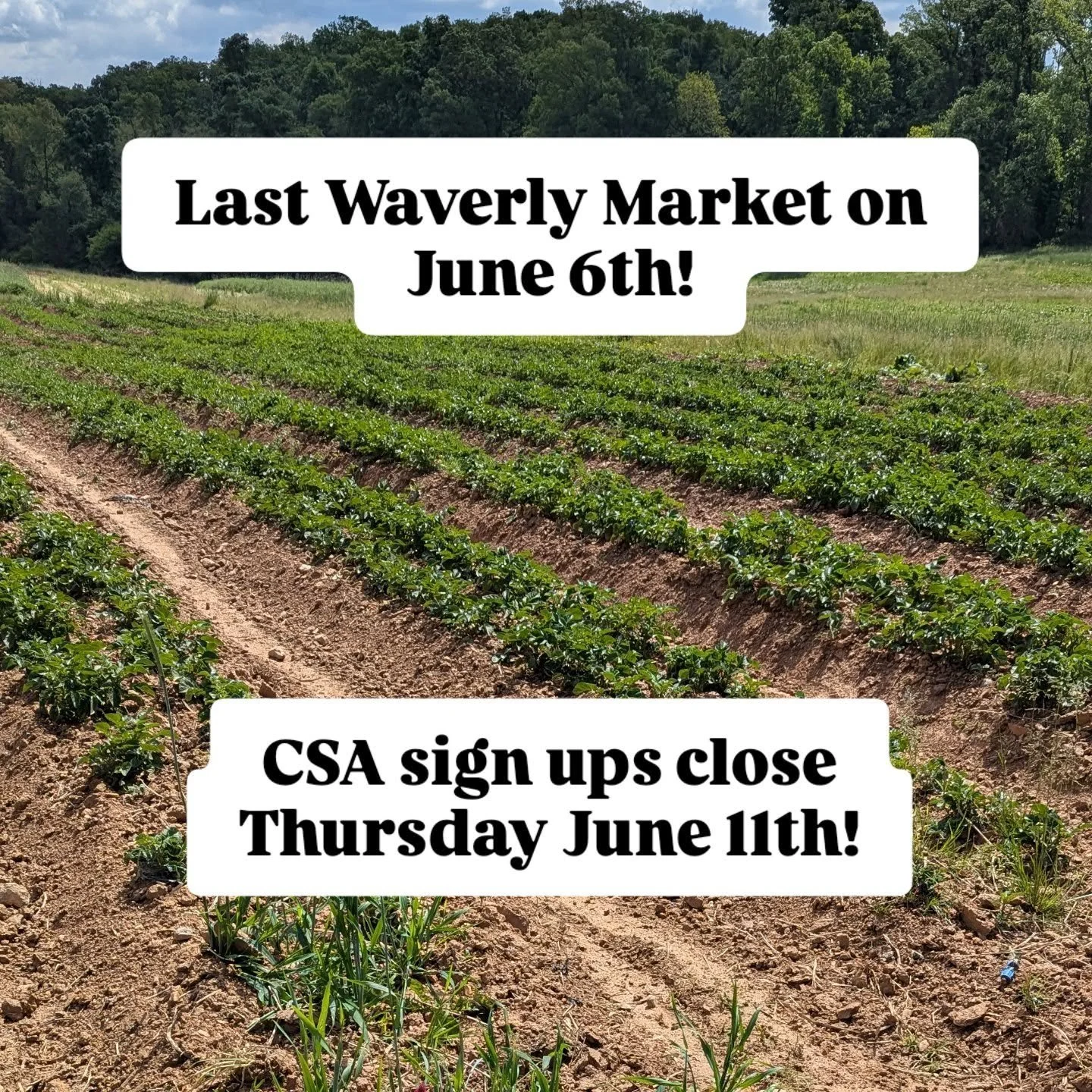 Hi everyone! We've been offline for a minute there - busy with planting (and waiting for the fields to dry out 😅) and had a concussion in there too! Top line news is that we will have a hard deadline on CSA sign ups this year - no prorated shares. L
