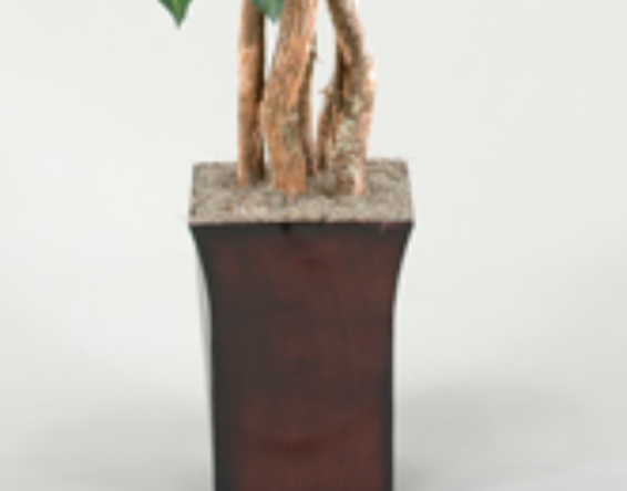 Birdnest Palm Tree in Metal Planter 7' 2.png