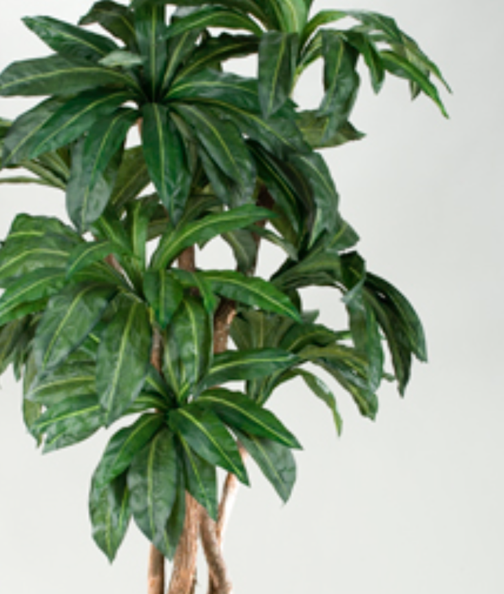 Birdnest Palm Tree in Metal Planter 7' 3.png