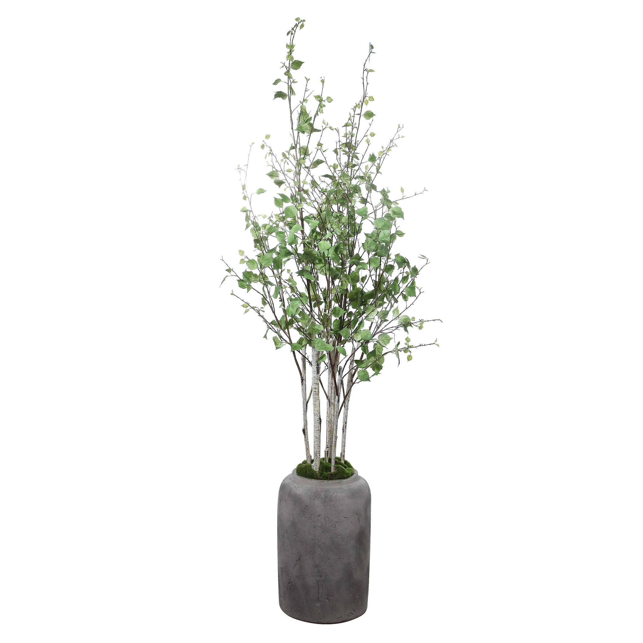 ALDIS POTTED RIVER BIRCH 2.jpg