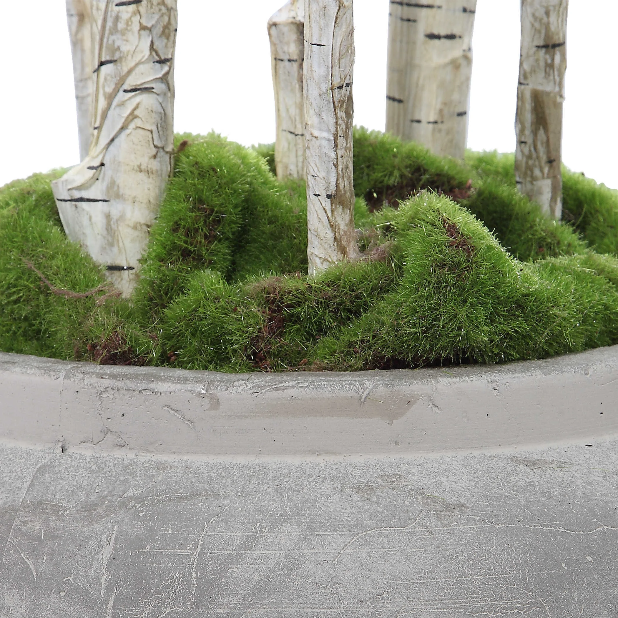 ALDIS POTTED RIVER BIRCH 3.jpg