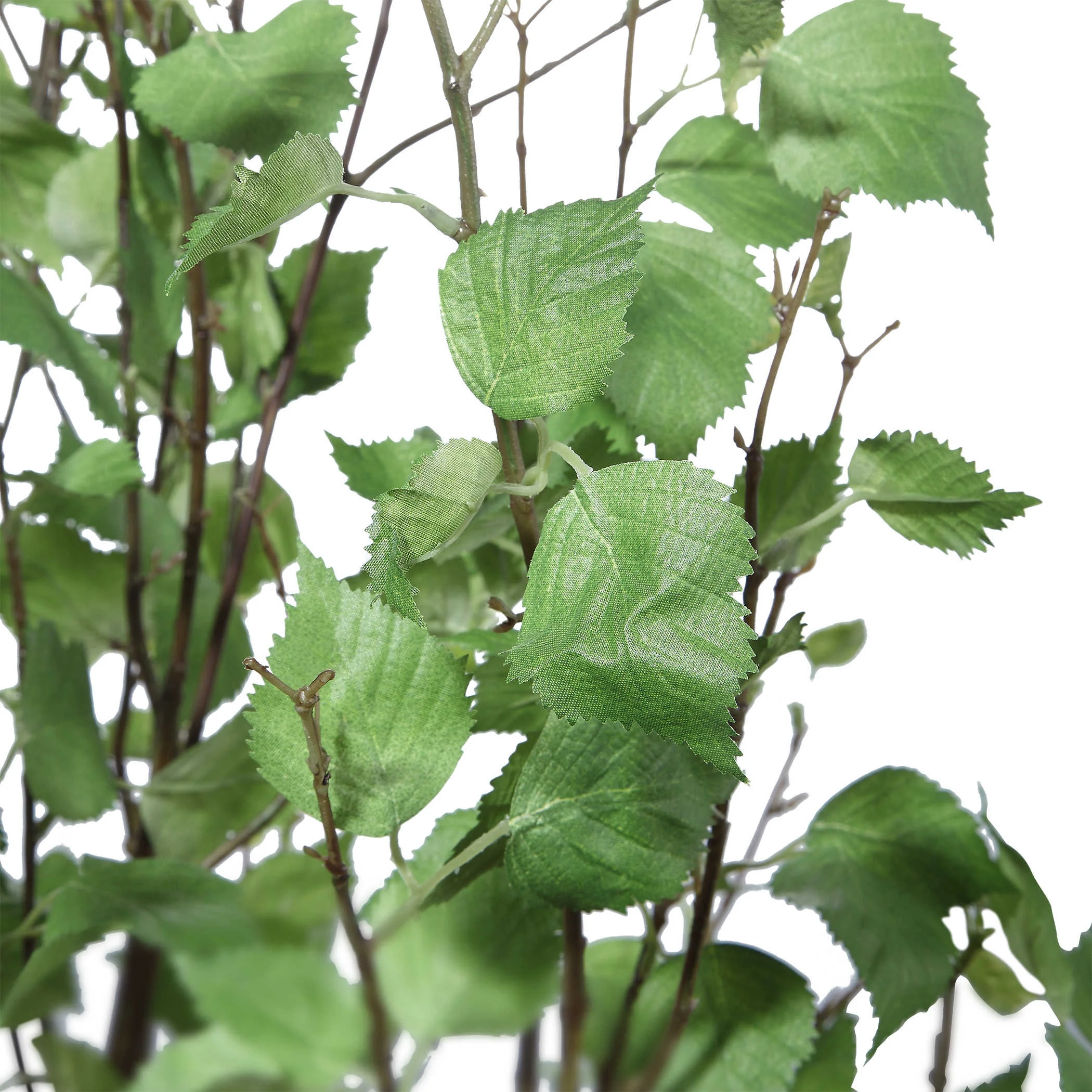 ALDIS POTTED RIVER BIRCH 4.jpg