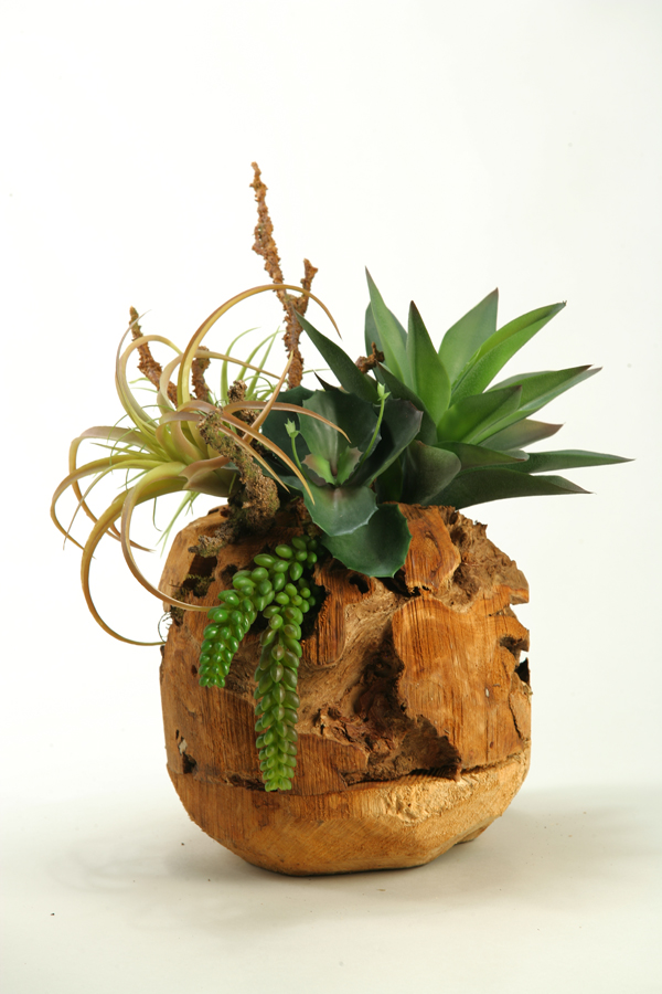 Air Tilandsia, Agave Plant and Wild Succulent in Wooden Root Ball   Miller's Home Furnishings