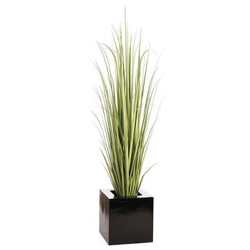 7.5' Reed Grass in Square Planter