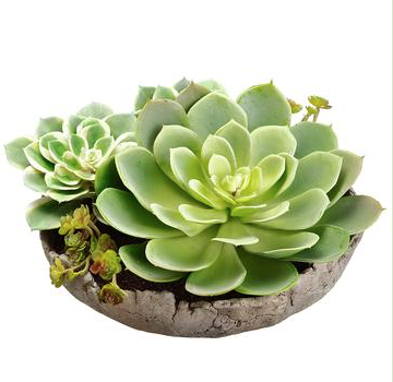 Succulent Garden in Cement Pot