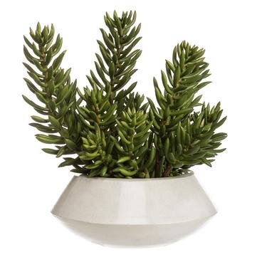 16" Senecio in Planter