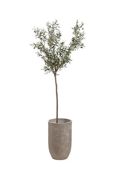 8' Olive Tree in Cement Planter  Miller's Home Furnishings