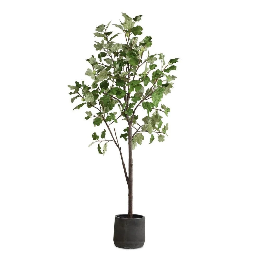 108" Eden Potted Fig Tree