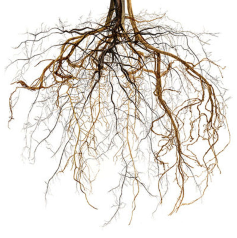 Screen Shot 2025-12-27 at 3.28.27 PM.png