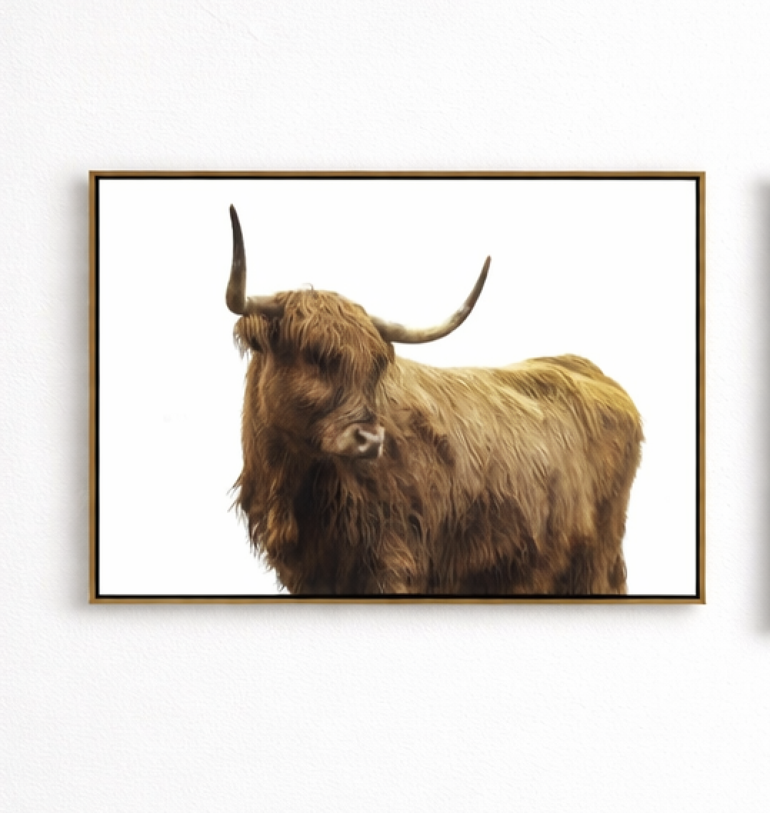 Highland Cattle II Canvas