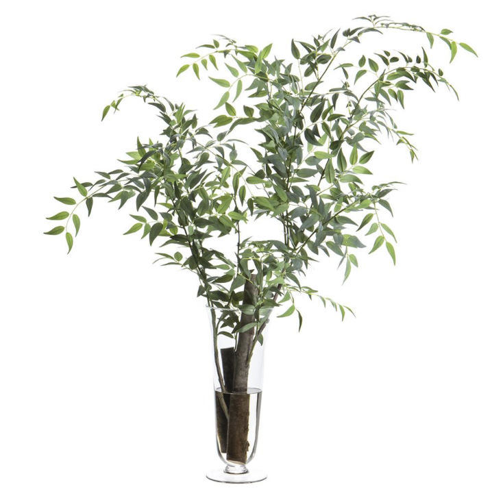 Italian Ruscus Branches in Tall Glass Vase Green Gray