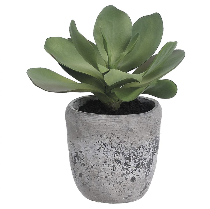 Kalanchoe Plant in Cement Planter Green