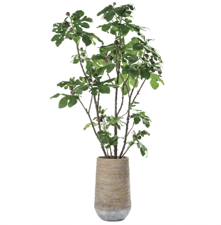 Fig Tree in Cement Planter Green