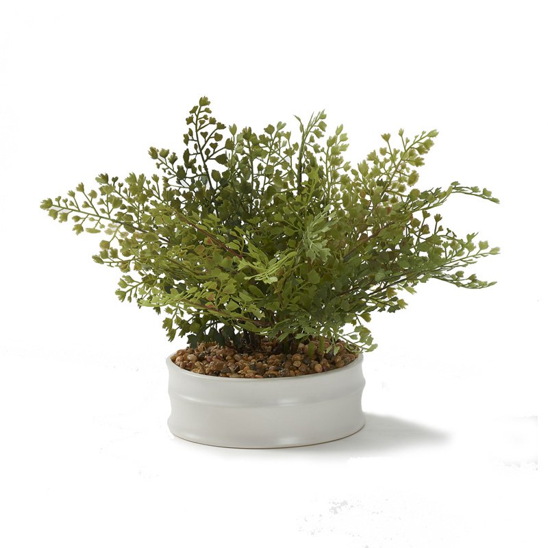 Iron Fan Fern in Medium Dollop Planter