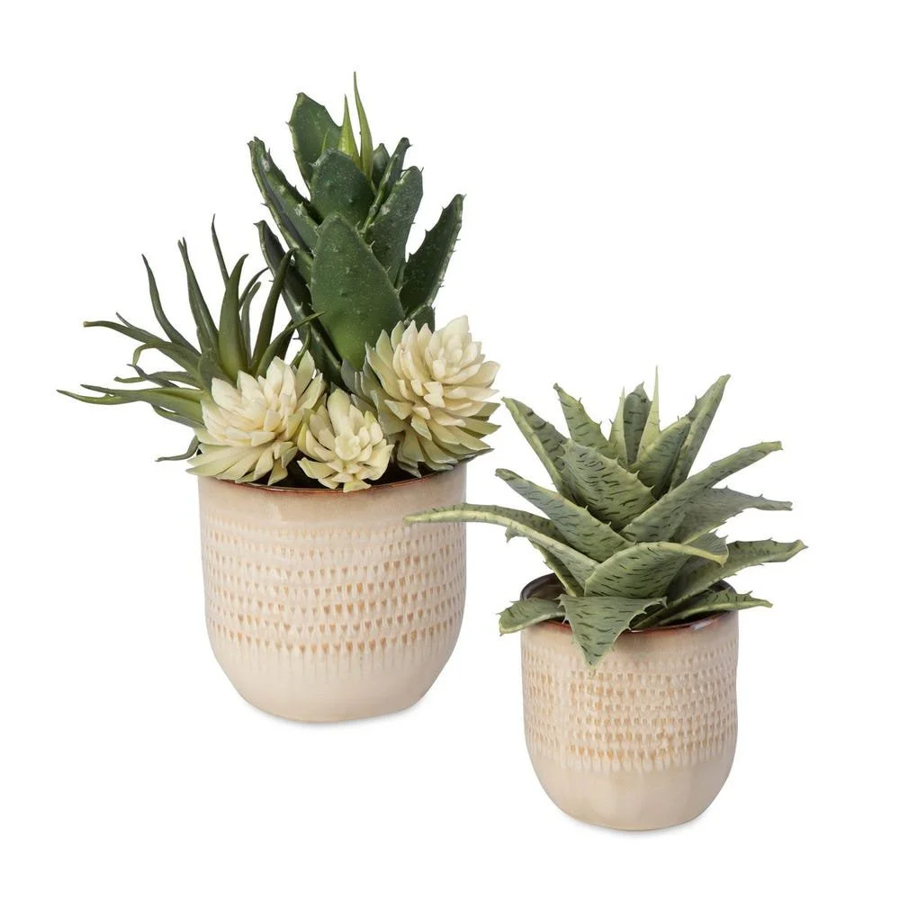 Seaside Succulents Set of 2