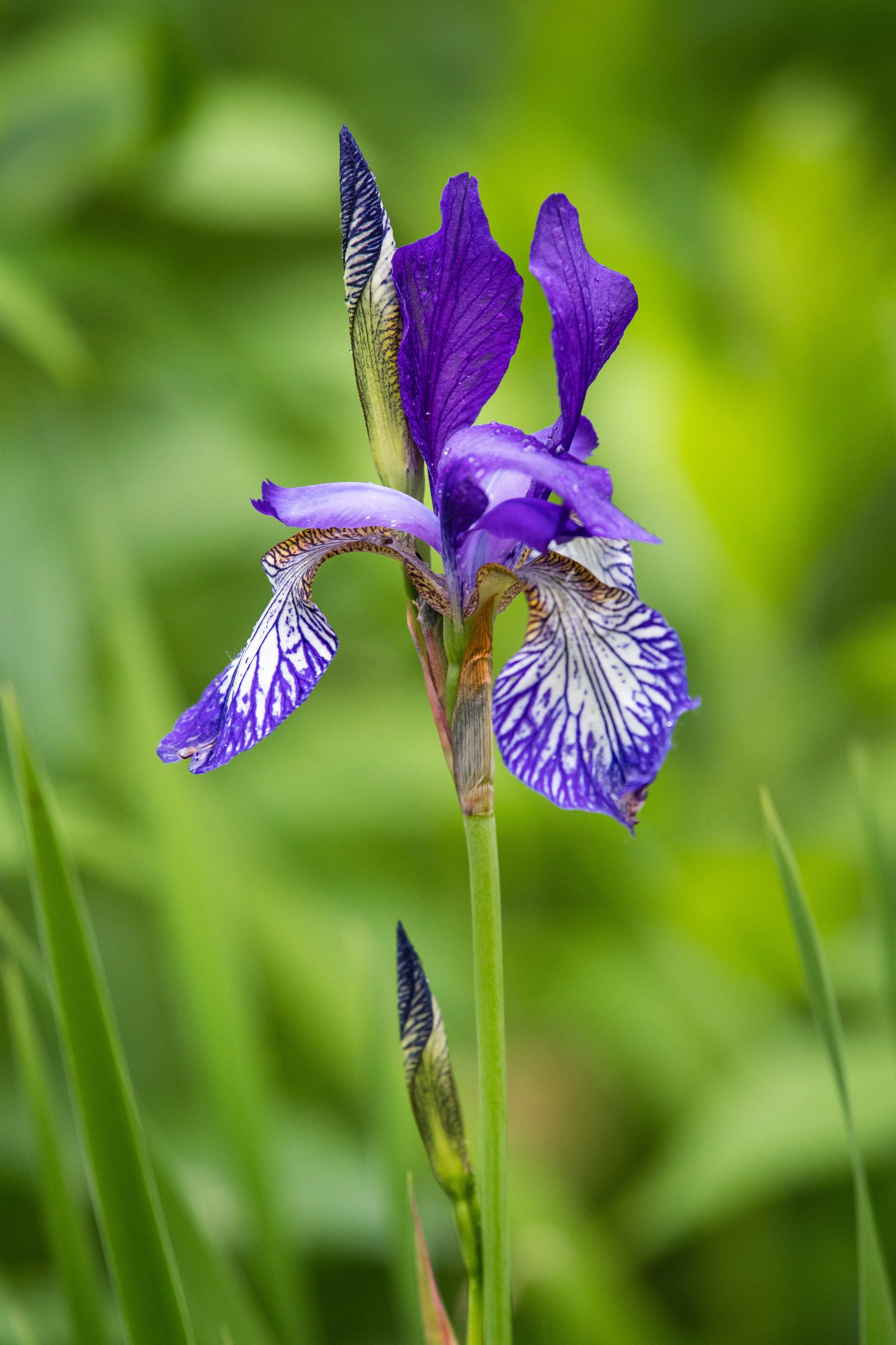 L'iris versicolore se retrouve principalement en bordure des cours d'eau et des marais. Elle représente bien la grande diversité et la fragilité des milieux humides au Québec!