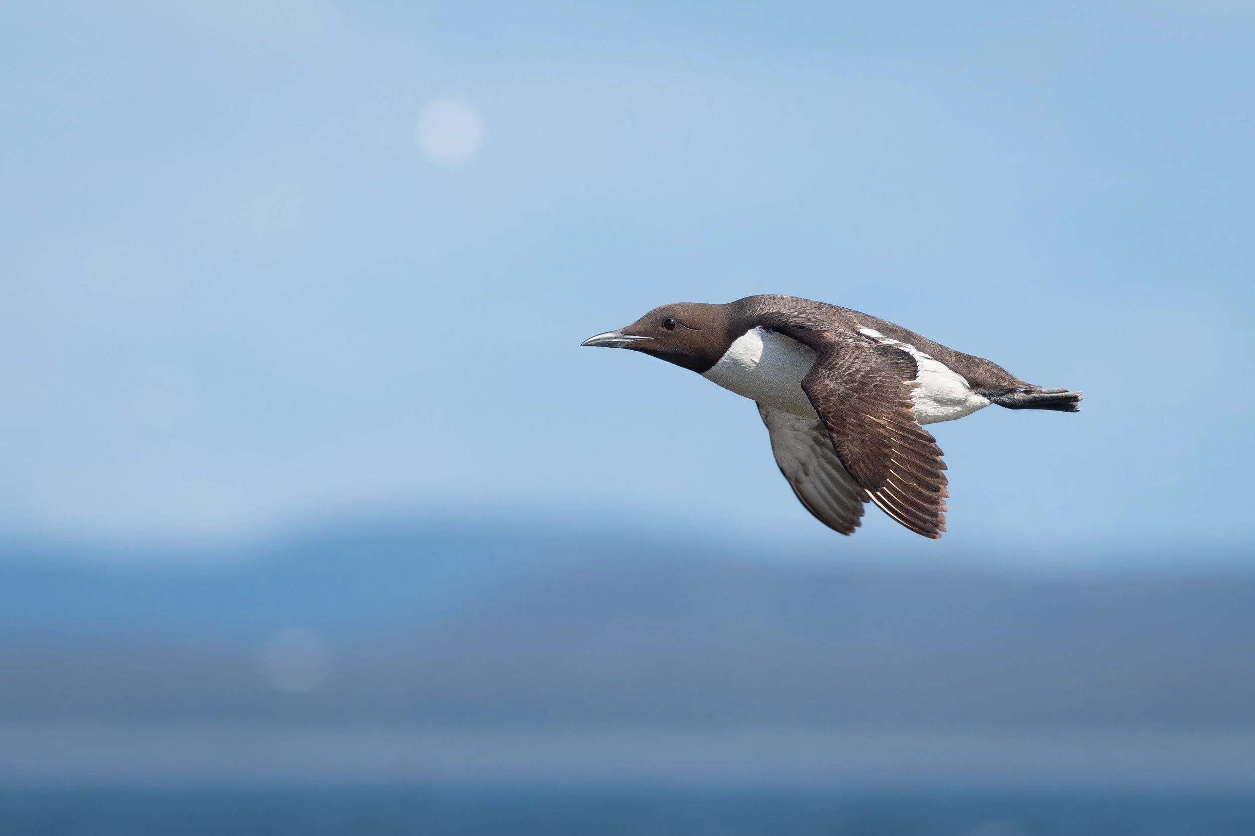 Guillemot Marmette en vol