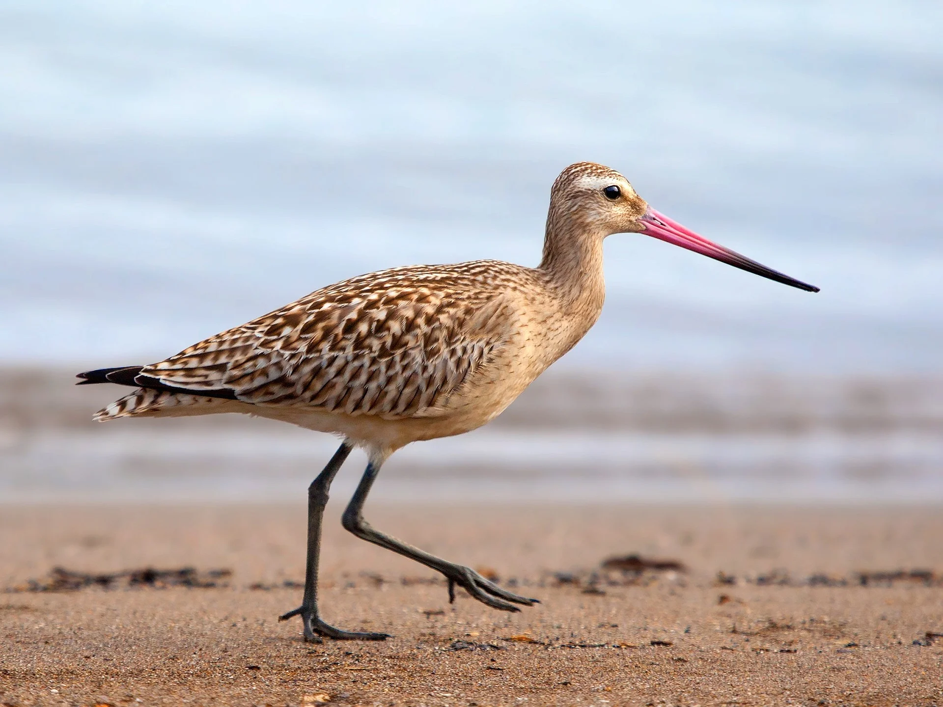 The Bar-tailed Godwit is the focus of Jeannie Baker’s latest picture book. Photo by    Kaz, sourced from Pixabay    and used with permission via the    Pixabay License   .