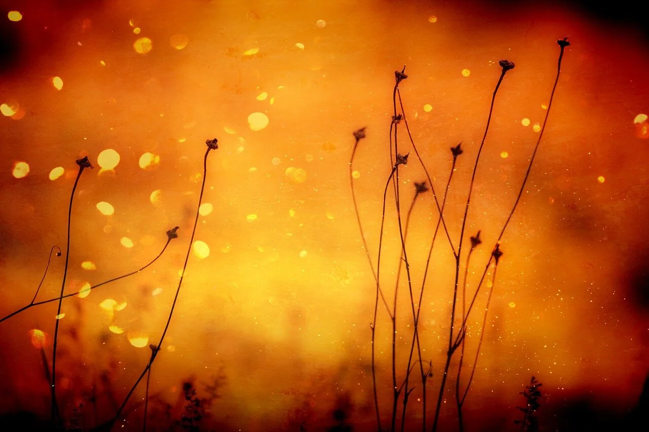 Image by    Johannes Plenio    from    Pixabay