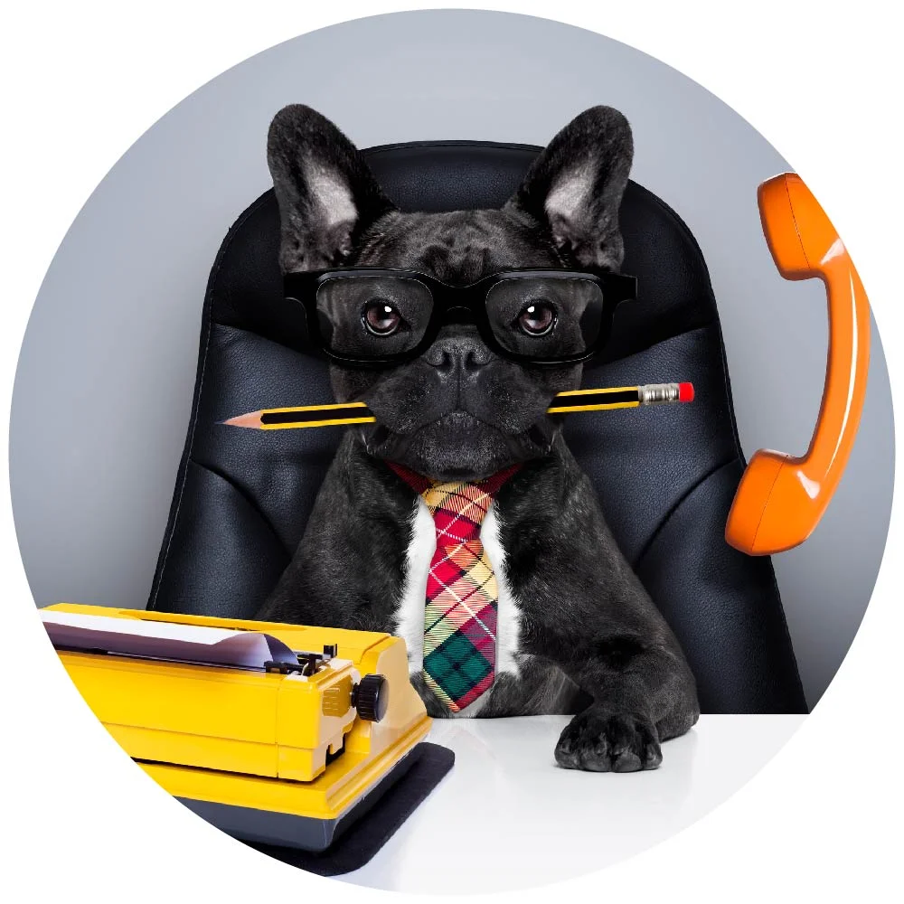 switch business dog 1service circle.jpg