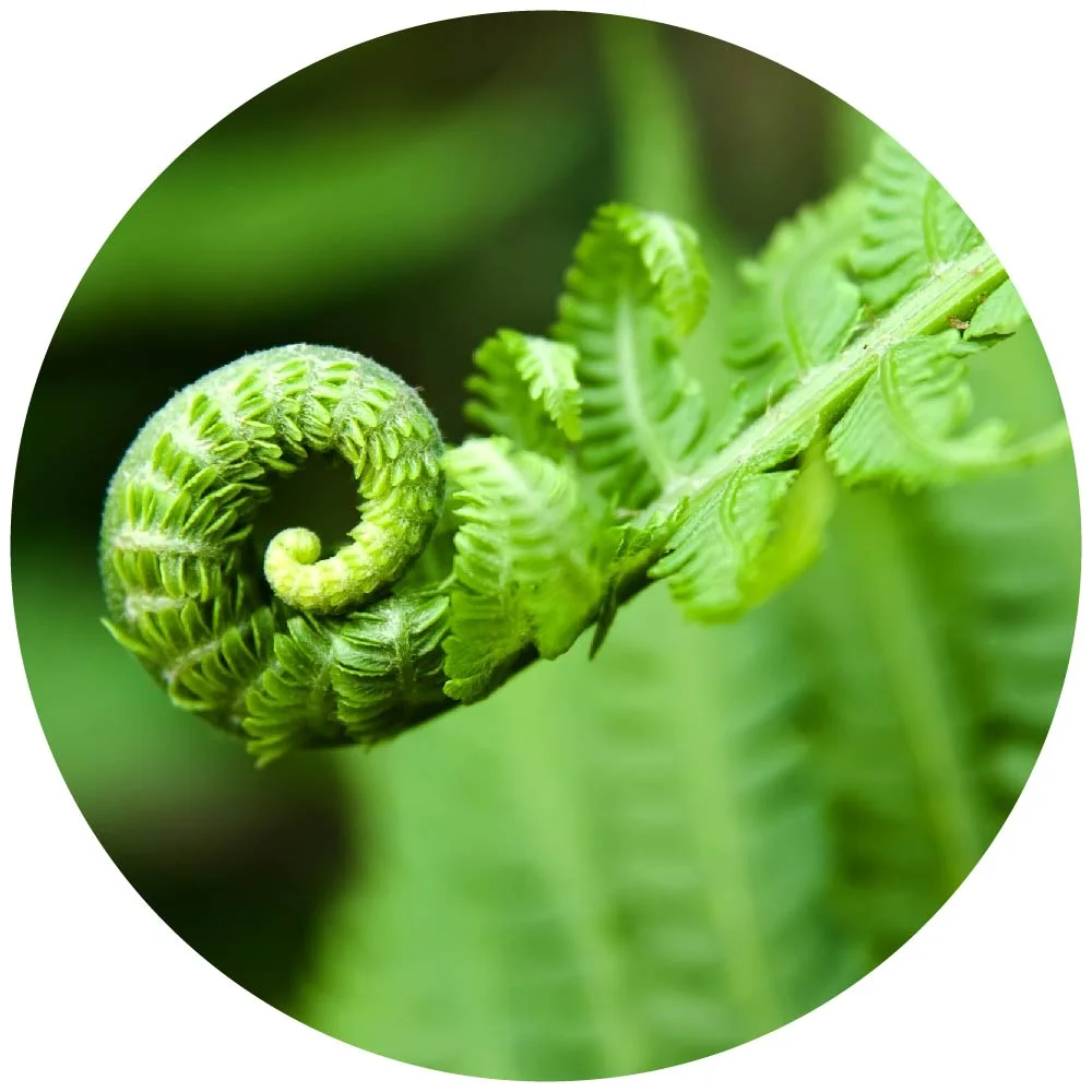 switch about us circle.jpg