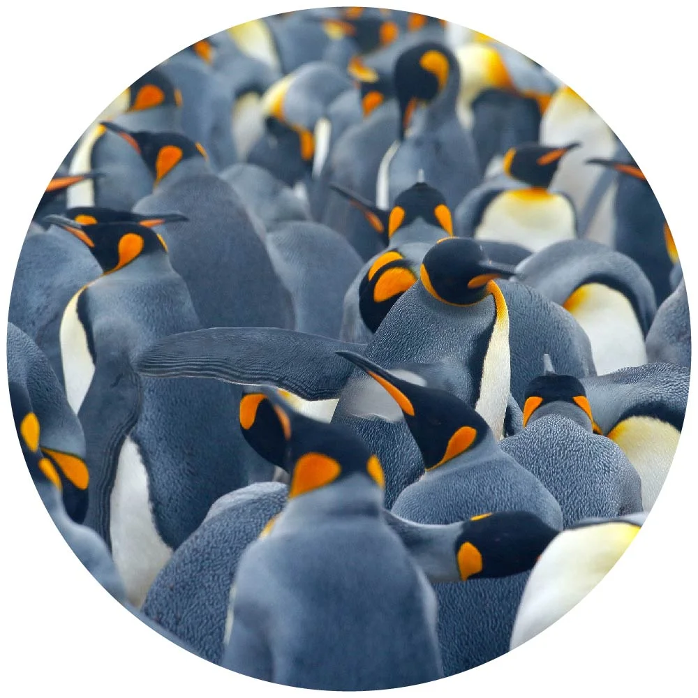 switch our team circle.jpg