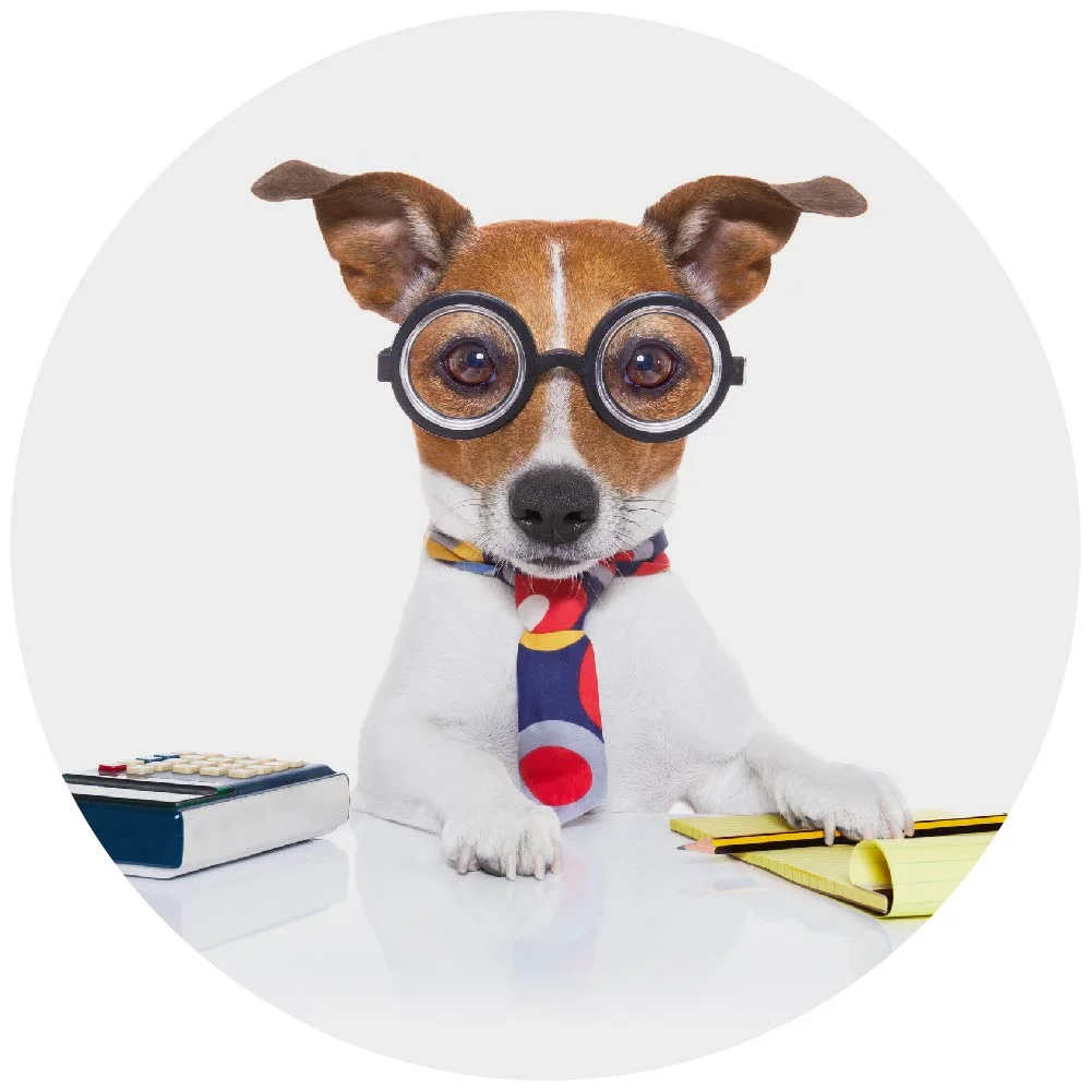 switch business dog 7service circle.jpg