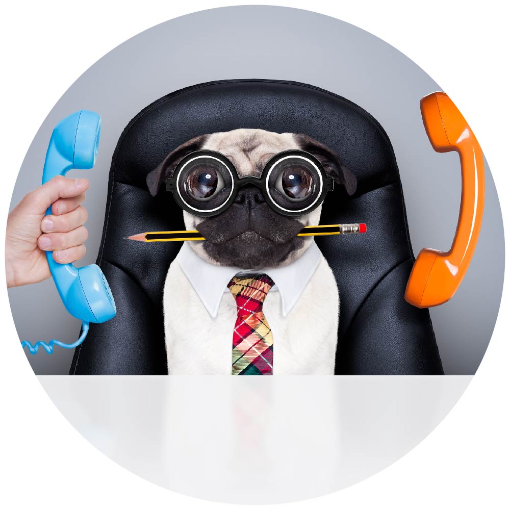 switch business dog 6service circle.jpg