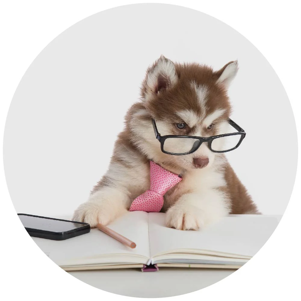 switch business dog 8service circle.jpg