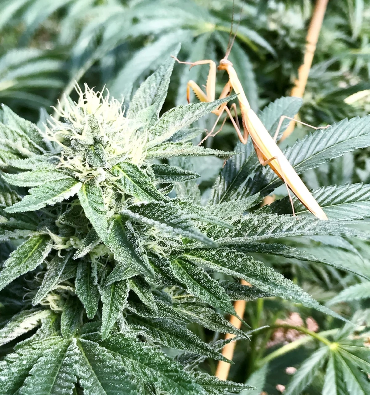 A Praying Mantis Roams One Of Our Greenhouses