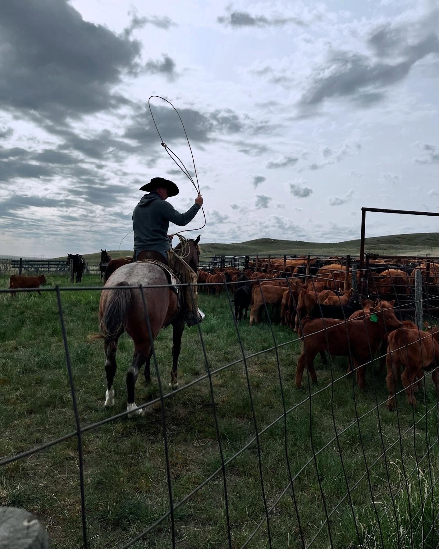 It&rsquo;s branding season here in southwest Saskatchewan &mdash; a time that runs deeper than just cattle and corrals.

Brandings are a true reflection of our cowboy culture: where hard work meets heart, and tradition is passed down with every rope 