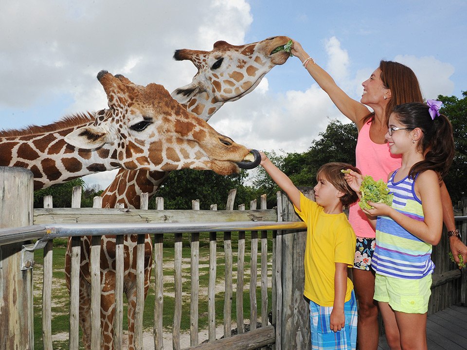 feeding-giraffes.jpg