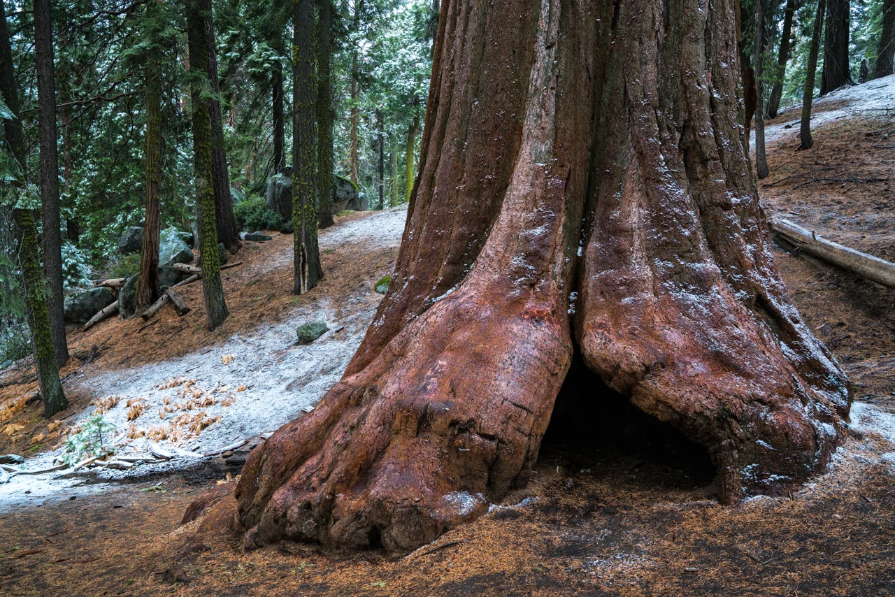 Redwood Dusting