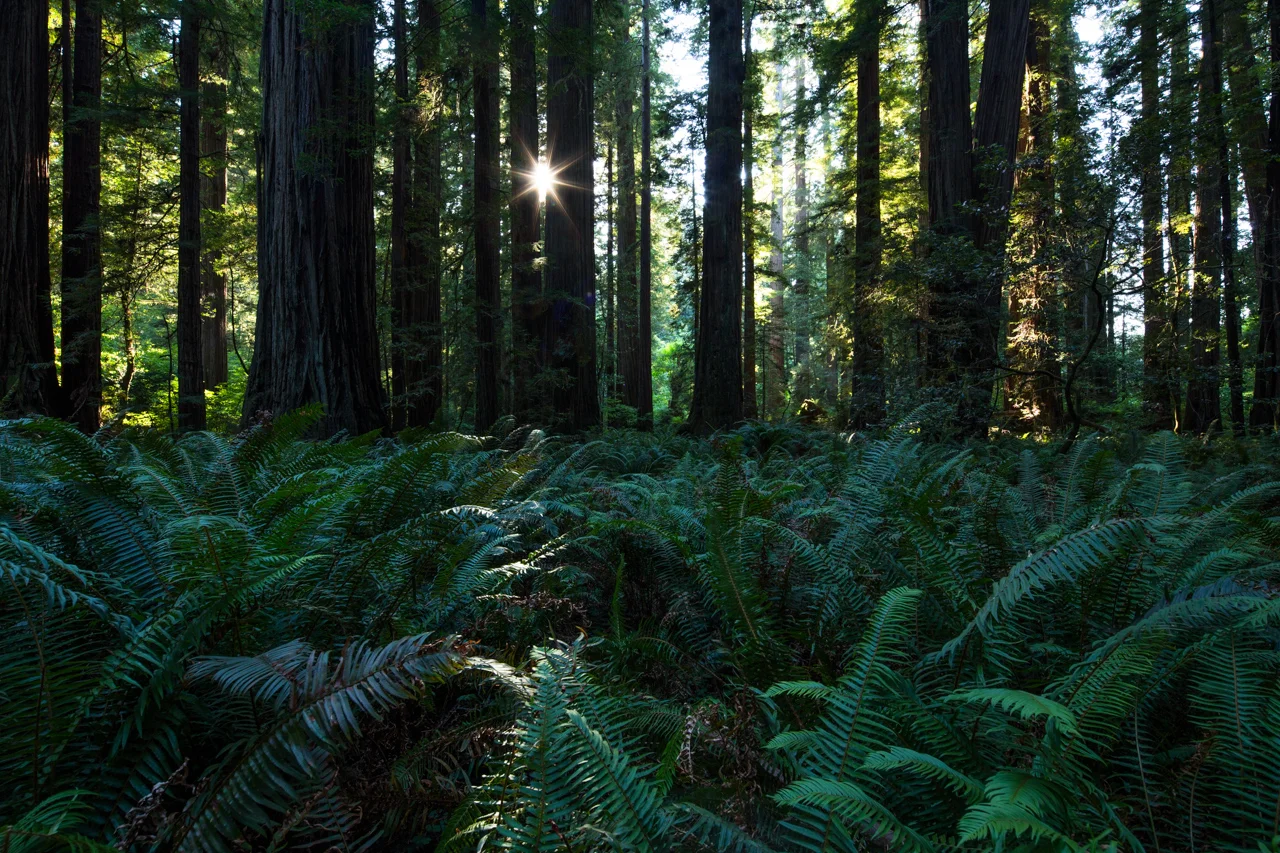 Fern Forest Floor