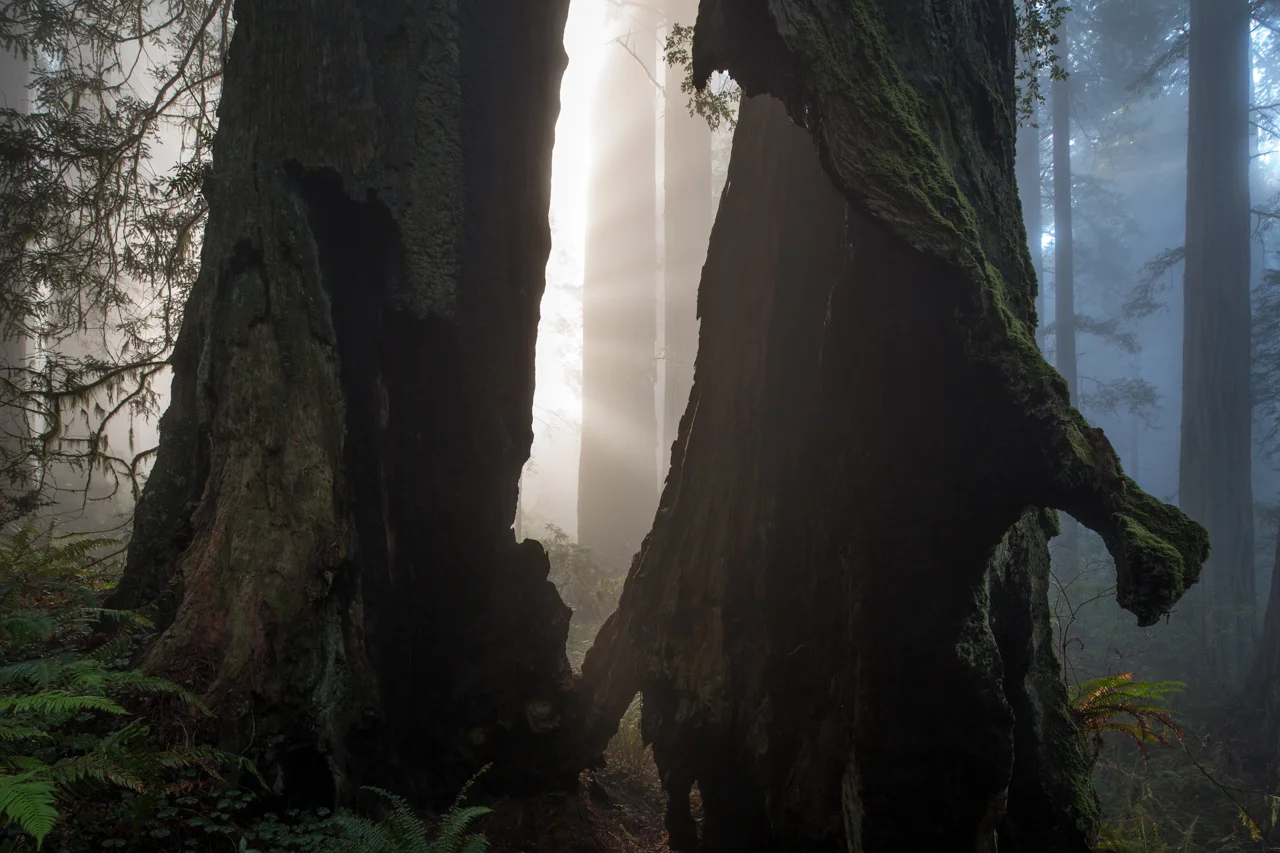 Luminous Redwood Forest