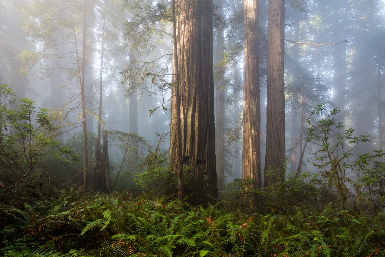 Mixed Forest Light