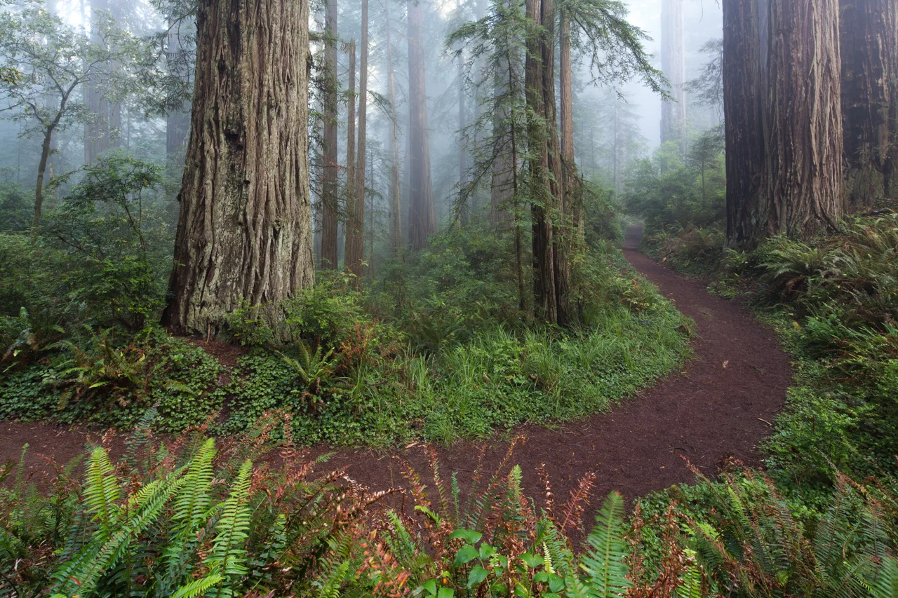 Redwood Path