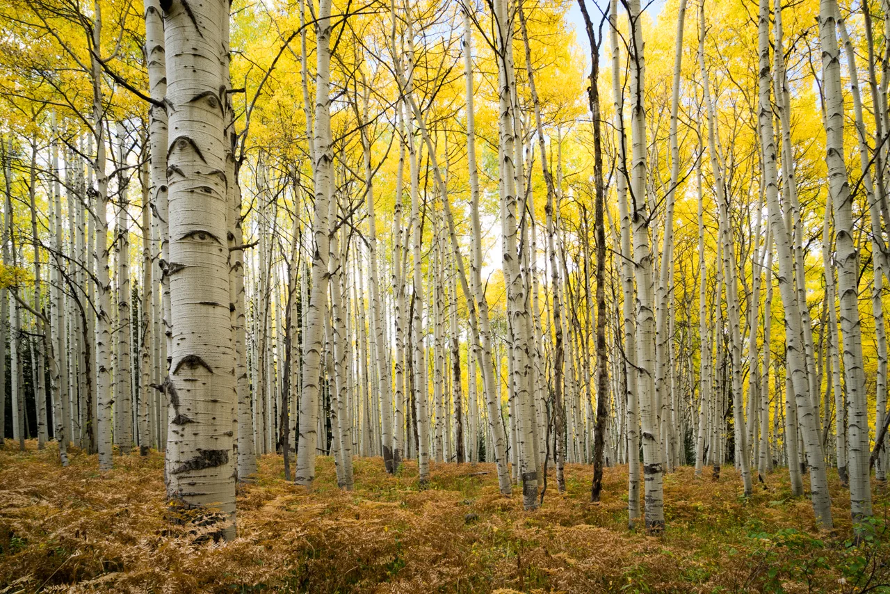 Aspen Dreams